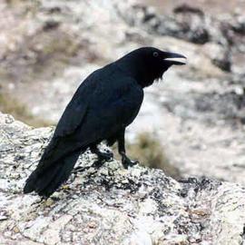 Torresian Crow (Corvus orru)