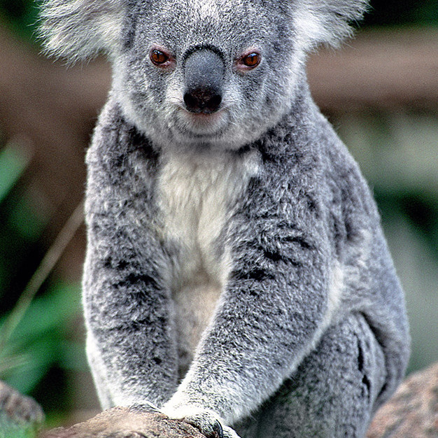 Toohey Forest Animal Collection