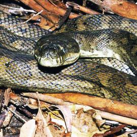 Carpet Python (Morelia spilota)