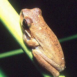 Eastern Sedge-Frog (Litoria fallax)