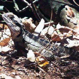 Eastern Water Dragon (Physignathus lesueurii)
