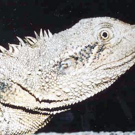 Eastern Water Dragon Portrait (Physignathus lesueurii)