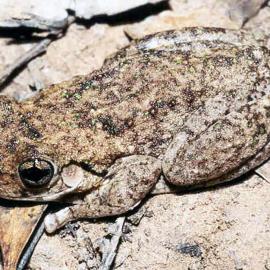 Emerald Spotted Tree Frog (Litoria peronii)