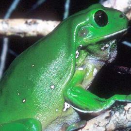 Green Treefrog (Litoria caerulea)