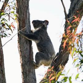 Koala Adult (Phascolarctos cinereus)