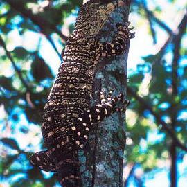 Lace Monitor (Varanus varius)