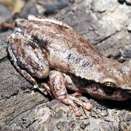 Naked Tree Frog (Litoria rubella)