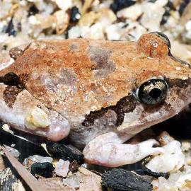 Ornate Burrowing Frog (Limnodynastes ornatus)