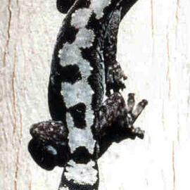 Robust Velvet Gecko (Nebulifera robusta)