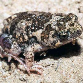 Rugose Toadlet (Uperoleia rugosa)