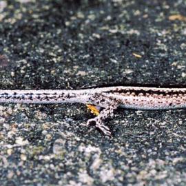 Striped Snake-eyed Skink (Cryptoblepharus virgatus)