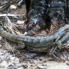 Bearded Dragon (Pogona barbata)