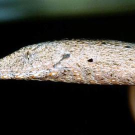 Burton's Flap-footed Lizard (Lialis burtonis)